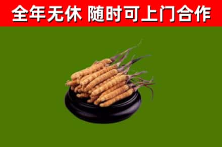 泰安烟酒回收冬虫夏草.jpg
